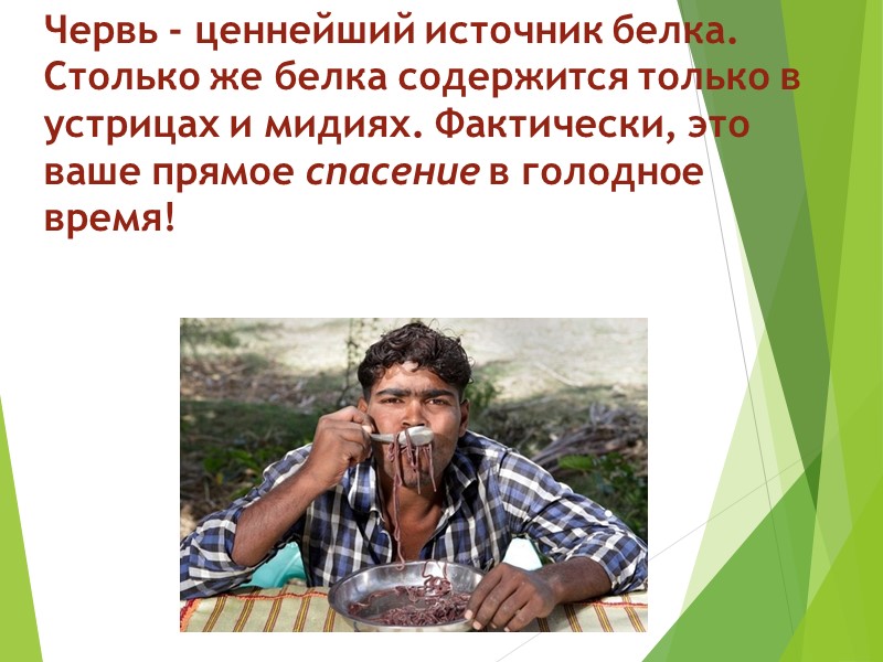 Червь - ценнейший источник белка. Столько же белка содержится только в устрицах и мидиях.